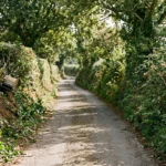 A narrow Jersey country lane in late summer, flanked by tall, dense hedgerows and earth banks with overhanging branches.