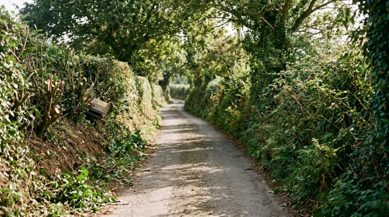 Fines for damaging hedge-cutting could reshape Jersey’s branchage law
