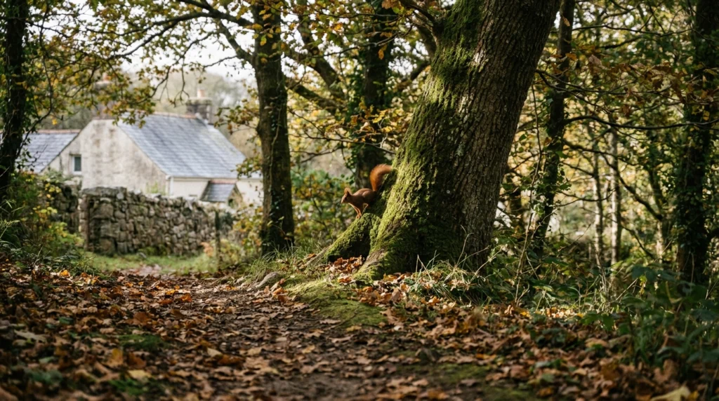A quiet woodland path in one of Jersey's inland valleys, dappled with autumn light filtering through the tree canopy.