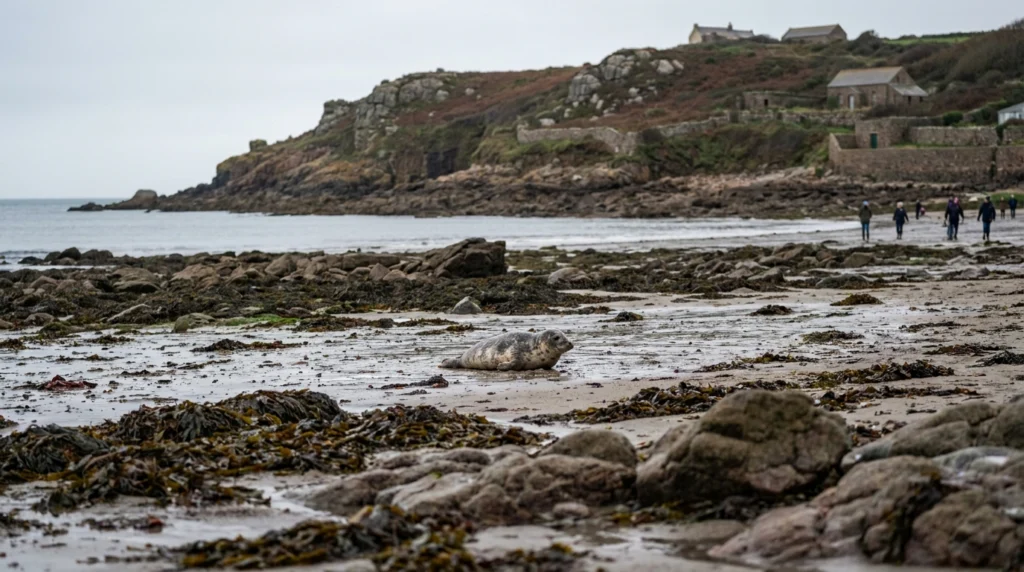 A rocky, seaweed-covered beach in Jersey at low tide, with a small grey seal pup resting on the wet sand near the waterline.
